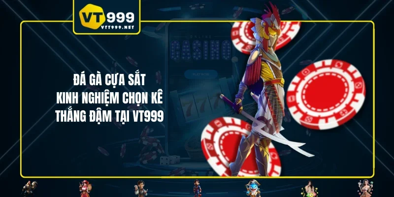 Đá Gà Cựa Sắt - Kinh Nghiệm Chọn Kê Thắng Đậm Tại VT999
